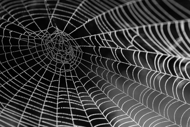 Close-up of a dewy spider web showcasing intricate patterns in a black and white photograph.